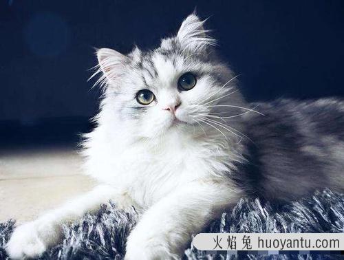 猫贫血吃什么补血最快 猫贫血症状图片