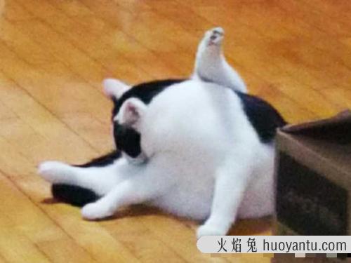 三个月大猫咪吃什么最好 给猫咪吃鸡胸肉优缺点