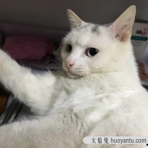 三个月大猫咪吃什么最好 给猫咪吃鸡胸肉优缺点