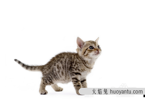 三个月大猫咪吃什么最好 给猫咪吃鸡胸肉优缺点