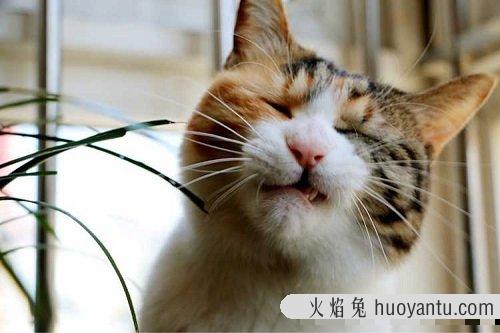 猫突然挑食不吃猫粮了 猫挑食一整天不吃猫粮怎么办