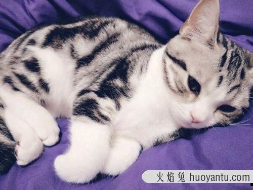 猫突然挑食不吃猫粮了 猫挑食一整天不吃猫粮怎么办