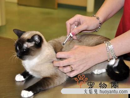 猫疫苗后4天不吃饭 猫打了疫苗后多久恢复胃口