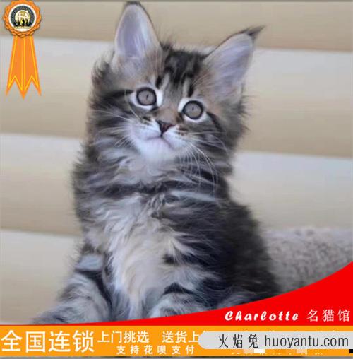 刚刚开始养猫就后悔了 养猫的人容易得什么病