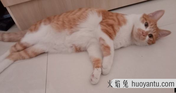 猫打完抗生素有什么后果 猫打抗生素多少钱一针