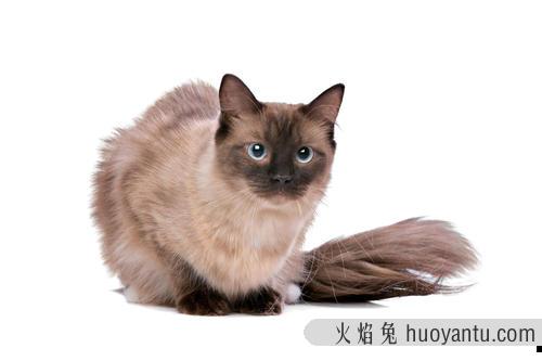 怎么选猫粮好坏 口碑比较好的国产猫粮