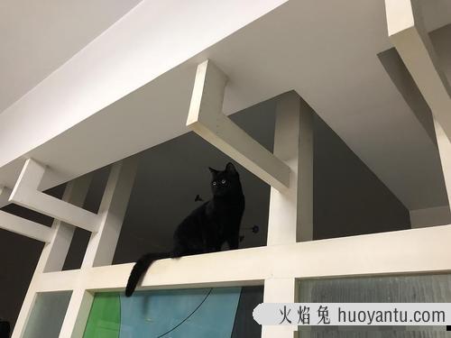 猫粮注意事项 猫粮怎么储藏防腐的