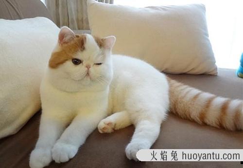 温柔可爱的猫咪名字 猫咪相册名字可爱