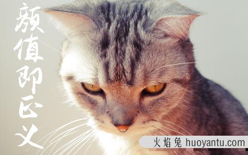 潮的猫咪名字 好听顺口的猫名字