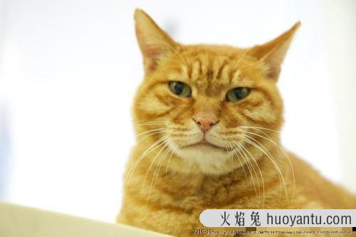 潮的猫咪名字 好听顺口的猫名字