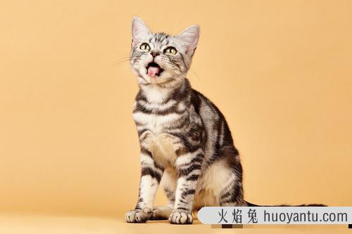 给猫起个文艺点的名字 给猫取名字霸气又拽