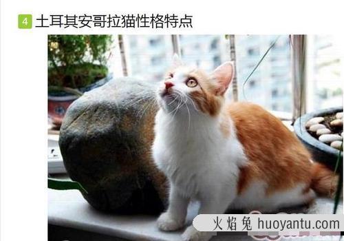 猫吐了一堆软化的猫粮 猫吐了猫粮和黄黄的糊是什么