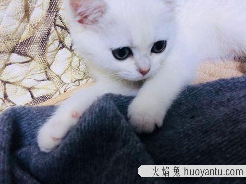 猫会无缘无故的猫瘟吗 幼猫猫瘟基本等死