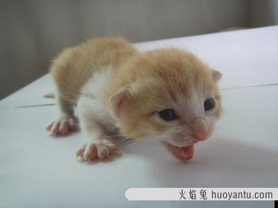 猫会无缘无故的猫瘟吗 幼猫猫瘟基本等死