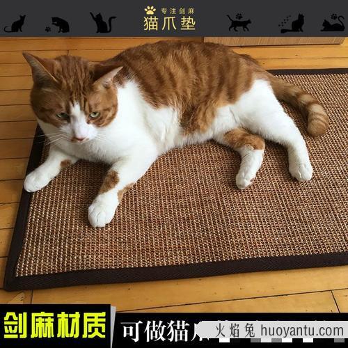 猫咪每晚抓门如何改正 把猫咪关门外会伤心吗