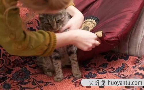 阻止猫进房间神器 防止猫爬床最有效的方法