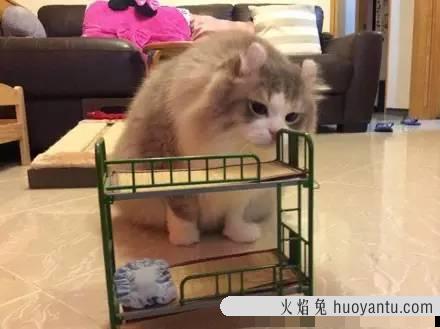 阻止猫进房间神器 防止猫爬床最有效的方法