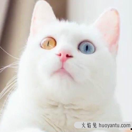 猫咪6个多月头小身子大 五个月的猫头小身子大