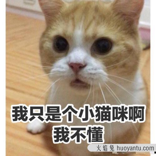 猫咪6个多月头小身子大 五个月的猫头小身子大