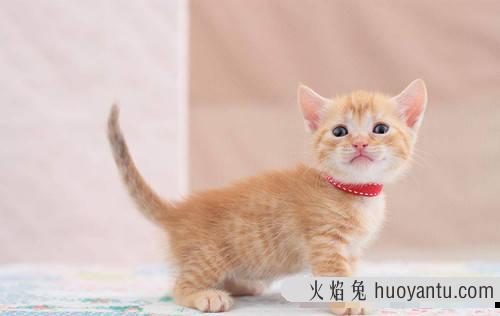 猫咪6个多月头小身子大 五个月的猫头小身子大