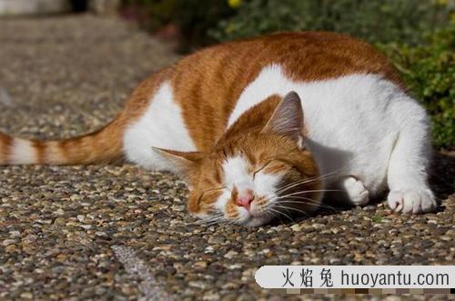 蓝猫成长阶段图 蓝猫月份成长图