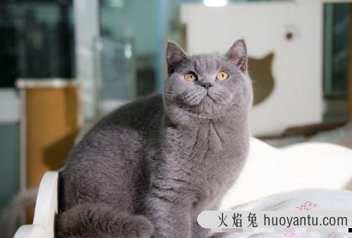 蓝猫成长阶段图 蓝猫月份成长图