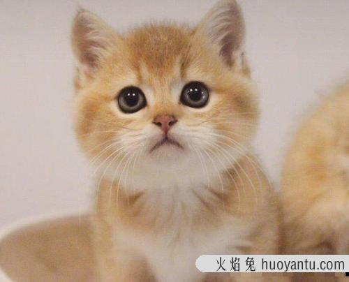 蓝猫纯不纯怎么看 4个月蓝猫标准长相