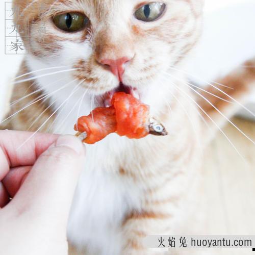 给猫蒸鸡胸肉几分钟 方便又便宜的自制猫饭