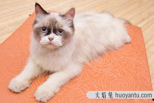 牛肉怎么处理给猫吃 猫咪吃牛肉正确做法