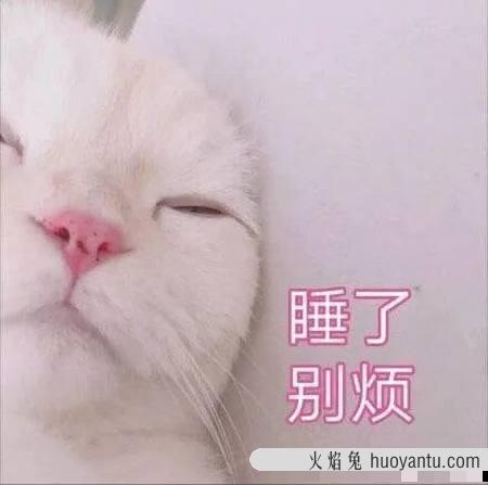 牛肉怎么处理给猫吃 猫咪吃牛肉正确做法