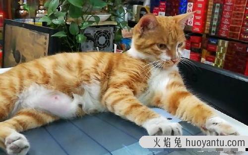 猫偶尔吃一次火腿肠可以吗 猫能吃的20种食物