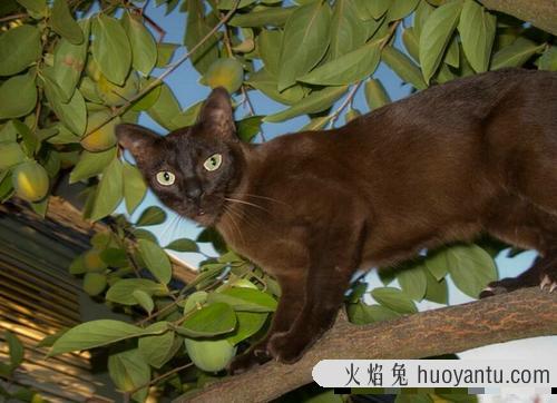 猫偶尔吃一次火腿肠可以吗 猫能吃的20种食物