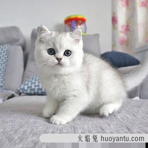 幼猫喝什么代替猫奶 小猫没有羊奶粉怎么办