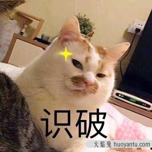 猫咪猪肉怎么做 可以煮些什么给猫咪吃