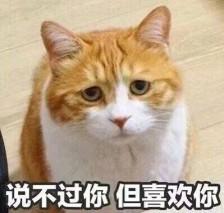 猫咪最火逗比名字 猫咪又土又搞笑的名字