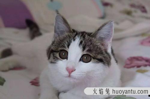 田园猫发腮前后 圆脸橘猫与尖脸橘猫