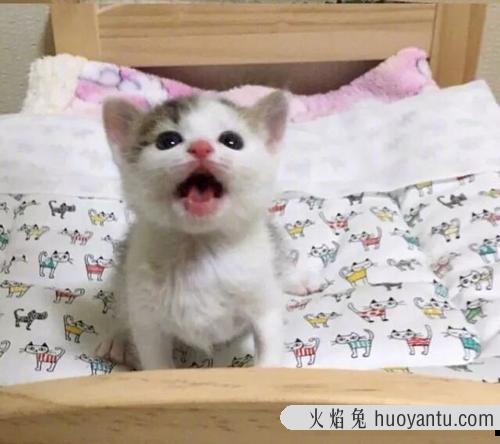 猫吃猫粮还需要补充什么 家里没猫粮给猫吃什么