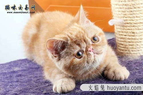 猫咪需要吃蔬菜吗 给猫咪吃鸡胸肉优缺点