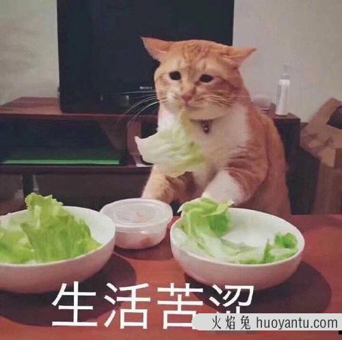 猫咪需要吃蔬菜吗 给猫咪吃鸡胸肉优缺点