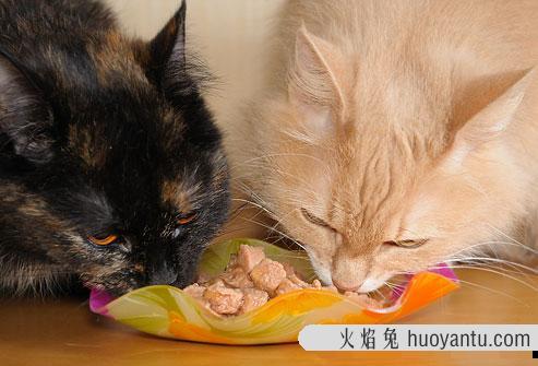 猫咪健康饮食搭配 猫咪营养搭配食谱