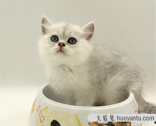 猫发腮的黄金期 1到12个月蓝猫变化图