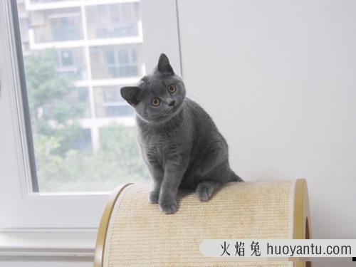 猫咪健康饮食搭配 猫咪营养搭配食谱