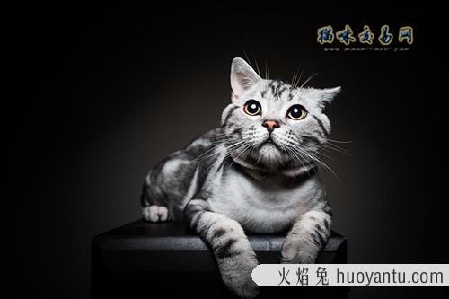 美国短毛猫幼猫吃什么才能健康成长？