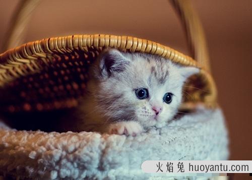 猫感冒症状 猫感冒了会自己痊愈吗