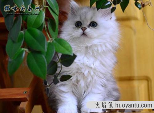 幼年宠物猫到底吃什么才能偿命百岁？