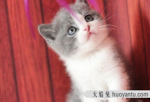 北京幼年银渐层猫咪价格多少钱？