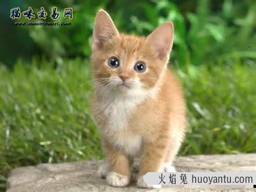 2021年宠物猫市场大幅度缩水，实体宠物猫专卖店能否自救度关？