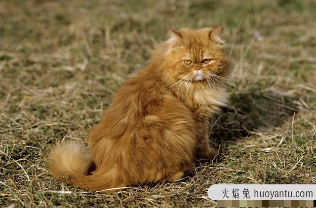 猫咪拉肚子是什么原因引起的呢(猫咪拉肚子有什么原因)