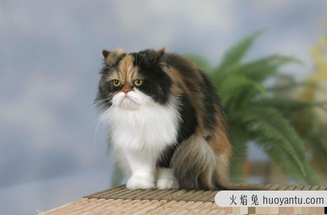 猫咪拉肚子是什么原因引起的呢(猫咪拉肚子有什么原因)