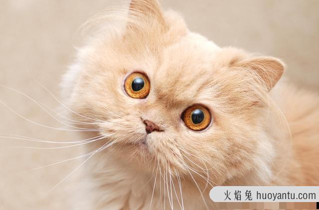 猫咪拉肚子是什么原因引起的呢(猫咪拉肚子有什么原因)